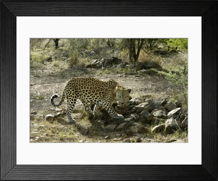 Framed Print : Leopard Namibia Framed Print : Leopard Namibia