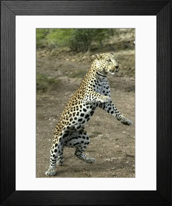 Framed Print : Leopard Namibia Framed Print : Leopard Namibia