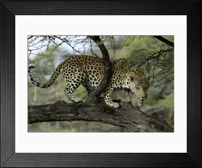 Framed Print : Leopard Namibia Framed Print : Leopard Namibia