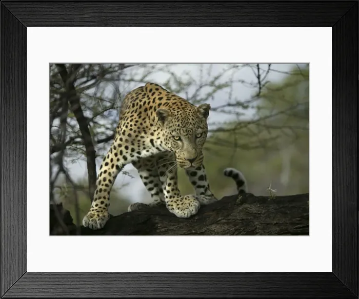 Framed Print : Leopard Namibia Framed Print : Leopard Namibia