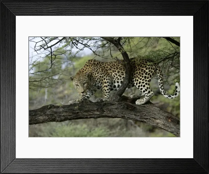 Framed Print : Leopard Namibia Framed Print : Leopard Namibia