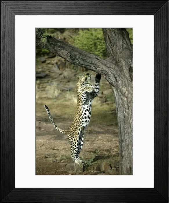 Framed Print : Leopard Namibia Framed Print : Leopard Namibia