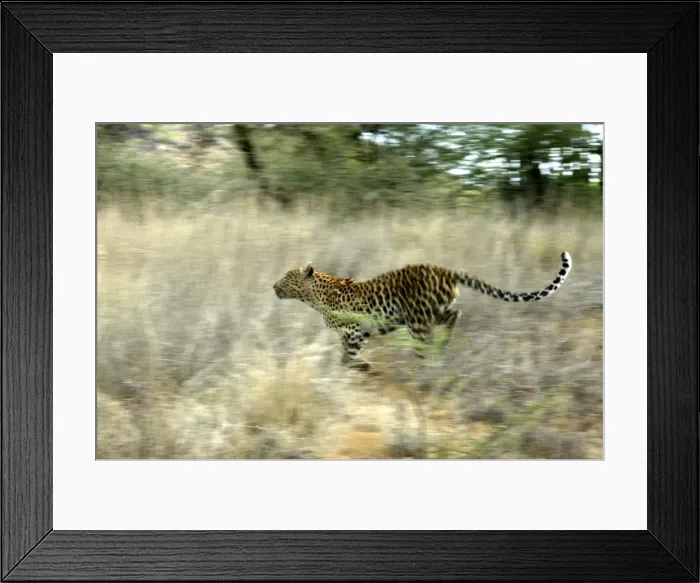 Framed Print : Leopard Namibia Framed Print : Leopard Namibia