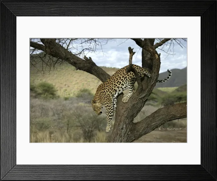 Framed Print : Leopard Namibia Framed Print : Leopard Namibia