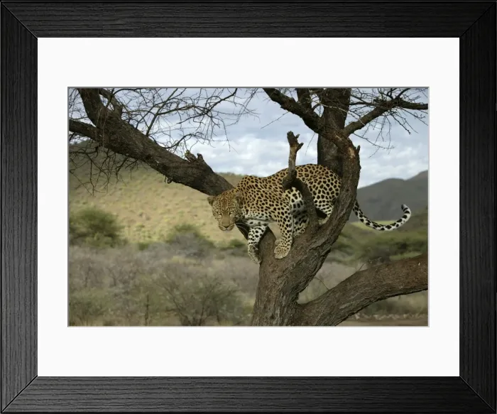 Framed Print : Leopard Namibia Framed Print : Leopard Namibia