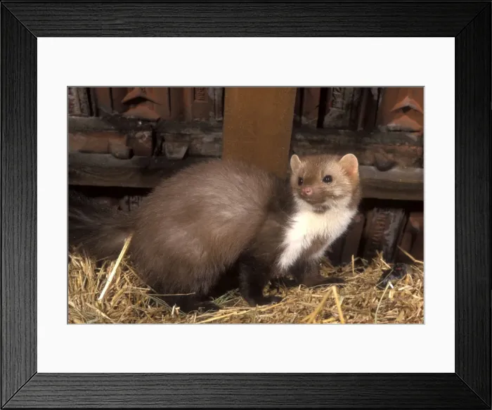 Framed Print : Beech / Stone Marten Framed Print : Beech / Stone Marten