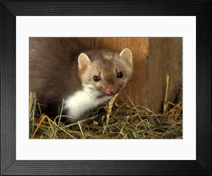 Framed Print : Beech / Stone Marten Framed Print : Beech / Stone Marten