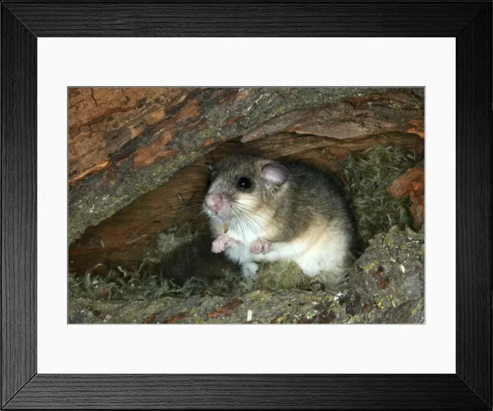 Framed Print : Fat  /  Edible Dormouse France