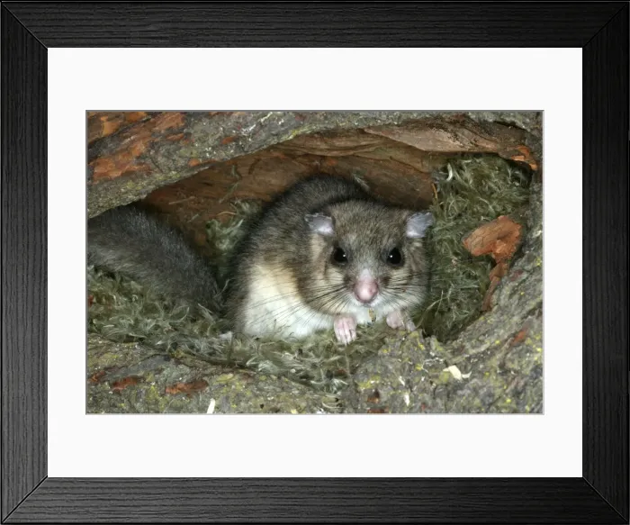 Framed Print : Fat / Edible Dormouse. France Framed Print : Fat / Edible Dormouse. France
