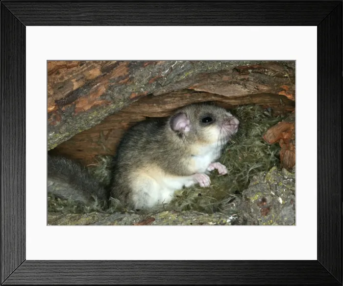 Framed Print : Fat / Edible Dormouse. France Framed Print : Fat / Edible Dormouse. France