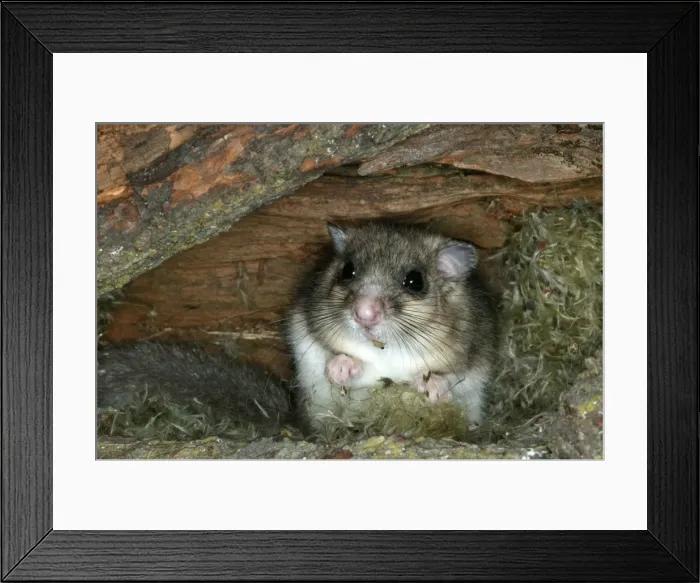 Framed Print : Fat / Edible Dormouse. France Framed Print : Fat / Edible Dormouse. France
