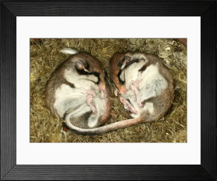 Framed Print : Garden Dormouse. Hibernating Framed Print : Garden Dormouse. Hibernating
