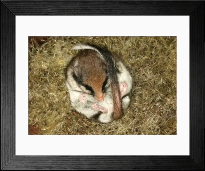 Framed Print : Garden Dormouse. Hibernating Framed Print : Garden Dormouse. Hibernating