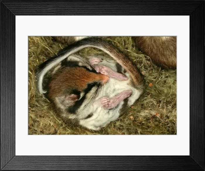 Framed Print : Garden Dormouse. Hibernating Framed Print : Garden Dormouse. Hibernating