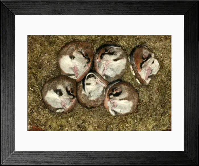 Framed Print : Garden Dormouse. Hibernating Framed Print : Garden Dormouse. Hibernating