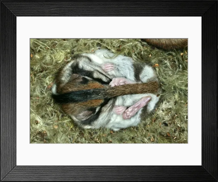 Framed Print : Garden Dormouse. Hibernating Framed Print : Garden Dormouse. Hibernating
