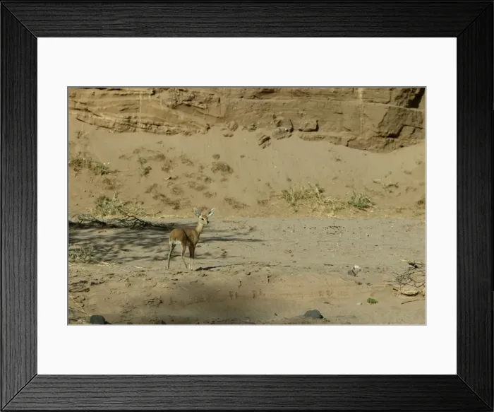 Framed Print : Steenbok Namibia Framed Print : Steenbok Namibia