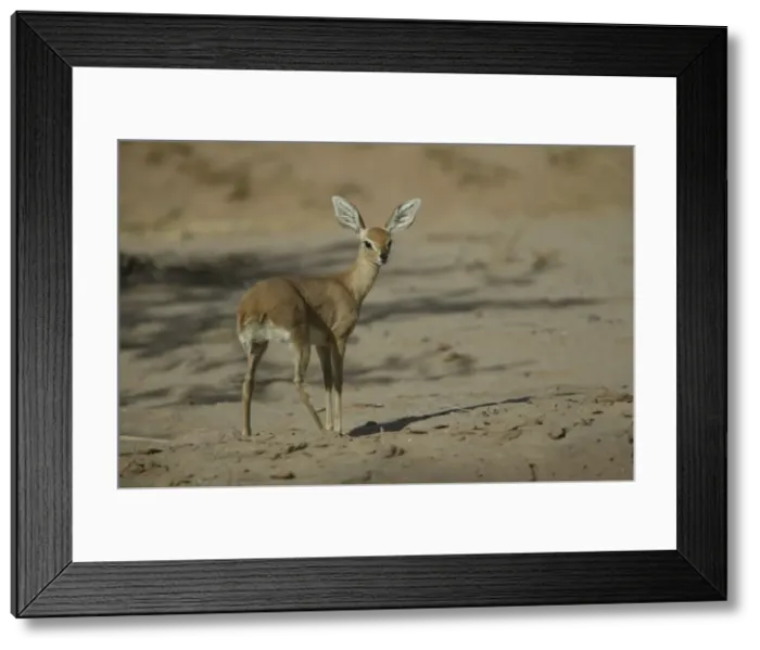 Framed Print : Steenbok Namibia Framed Print : Steenbok Namibia