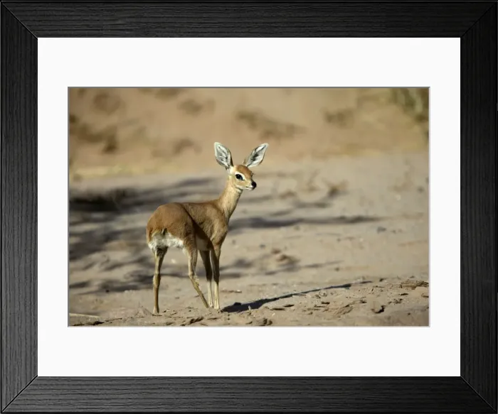 Framed Print : Steenbok Namibia Framed Print : Steenbok Namibia