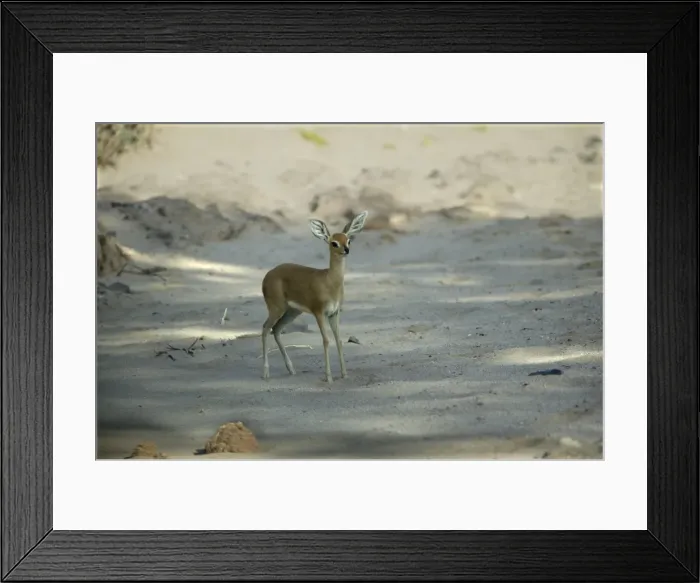 Framed Print : Steenbok Namibia Framed Print : Steenbok Namibia