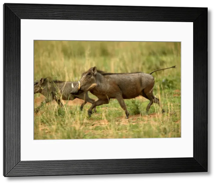 Framed Print : Warthog Namibia Framed Print : Warthog Namibia