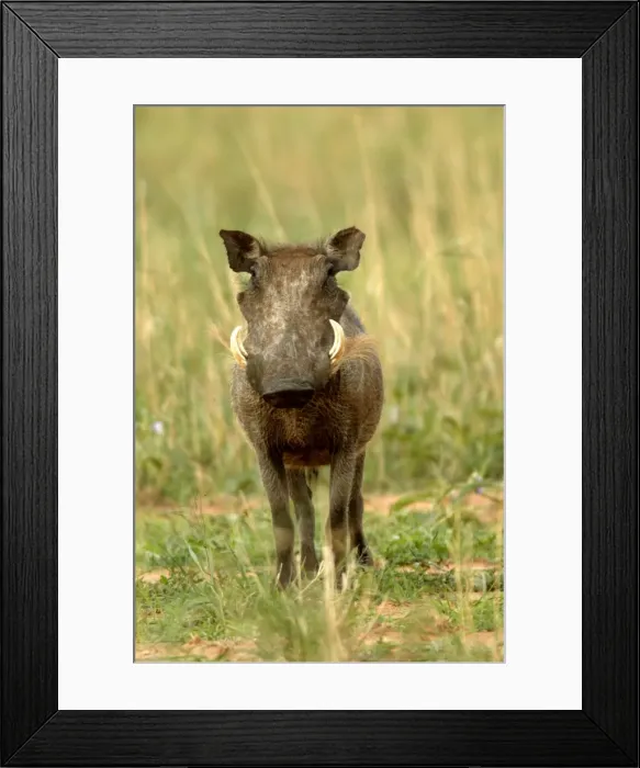 Framed Print : Warthog Namibia Framed Print : Warthog Namibia