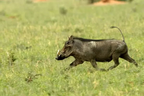 Warthog Namibia