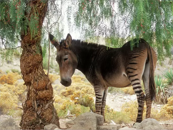 Zebra x Donkey Hybrid