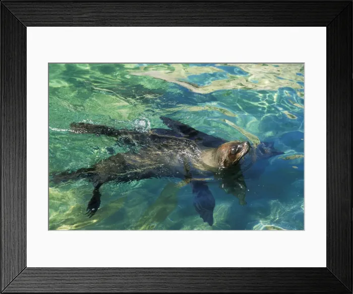 Framed Print : Subantarctic / Amsterdam Fur Seal Framed Print : Subantarctic / Amsterdam Fur Seal