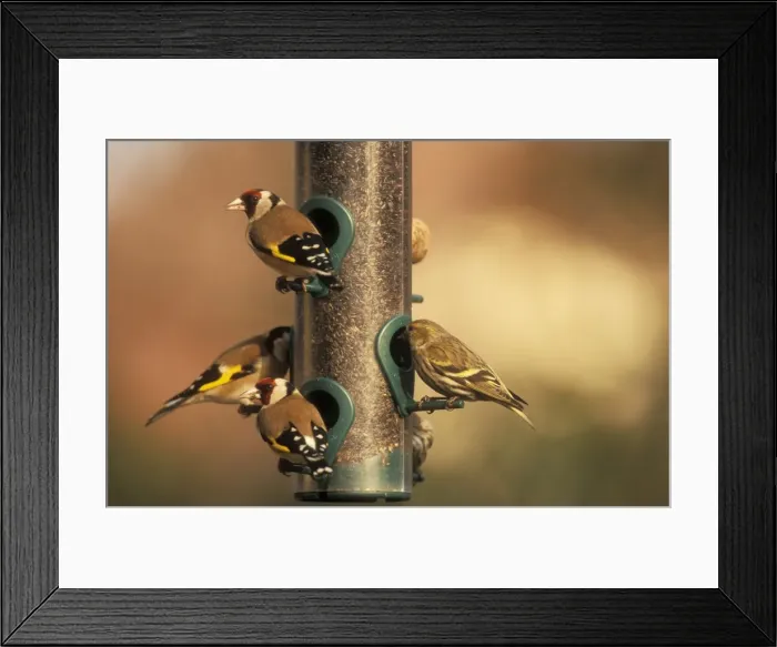 Framed Print : Goldfinches & Siskin at bird feeder Framed Print : Goldfinches & Siskin at bird feeder
