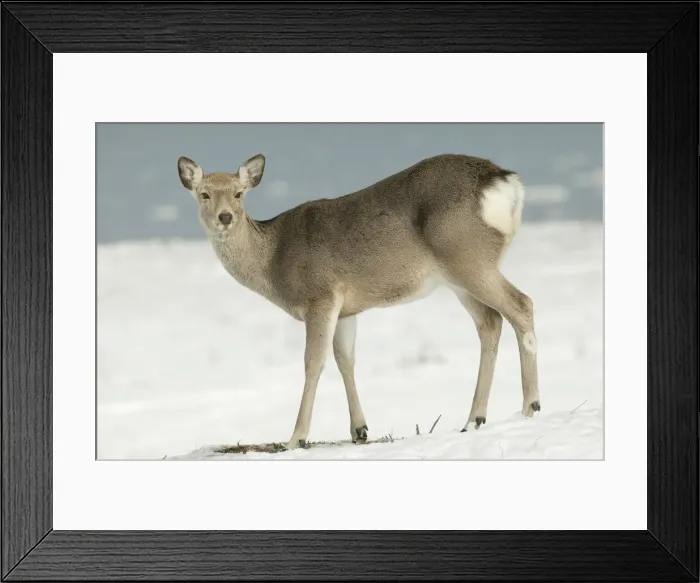 Framed Print : Ezo's Sika Deer - standing in snow Hokkaido. Japan Framed Print : Ezo's Sika Deer - standing in snow Hokkaido. Japan