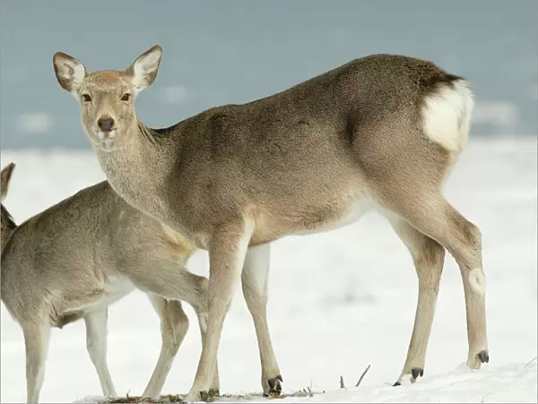 Ezo's Sika Deer - two standing in snow Hokkaido. Japan