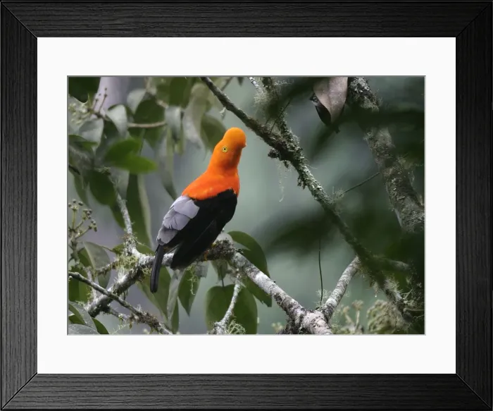 Framed Print : Andean Cock-of-the-Rock Merida area, Andes, Venezuela Framed Print : Andean Cock-of-the-Rock Merida area, Andes, Venezuela