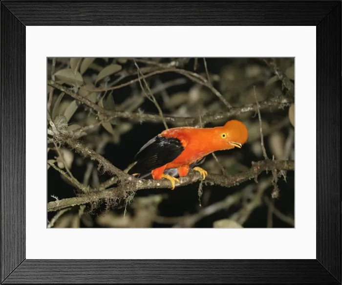 Framed Print : Andean Cock-of-the-Rock Merida area, Andes, Venezuela Framed Print : Andean Cock-of-the-Rock Merida area, Andes, Venezuela