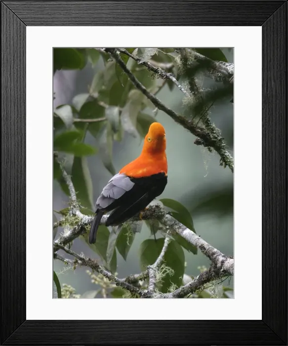 Framed Print : Andean Cock-of-the-Rock Merida area, Andes, Venezuela Framed Print : Andean Cock-of-the-Rock Merida area, Andes, Venezuela