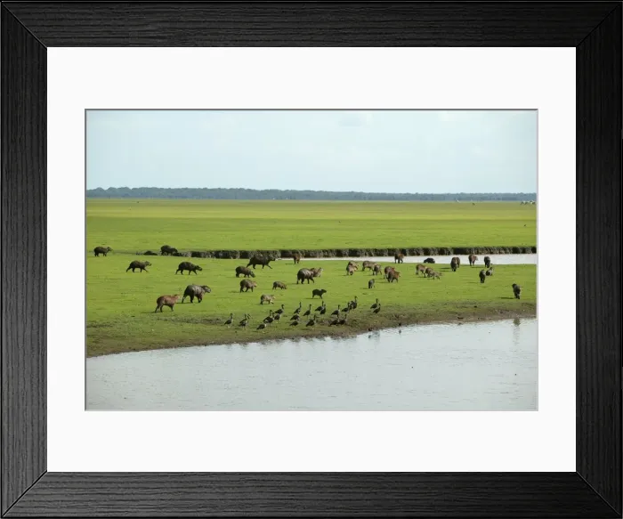 Framed Print : Capybara - group by water Llanos, Venezuela Framed Print : Capybara - group by water Llanos, Venezuela