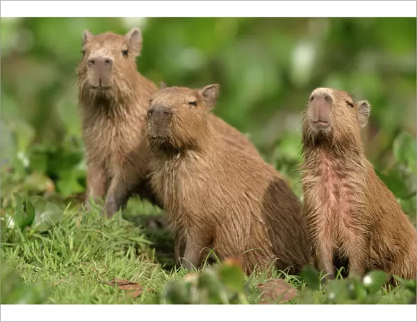 Capybara - three Llanos, Venezuela