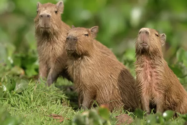 Capybara - three Llanos, Venezuela