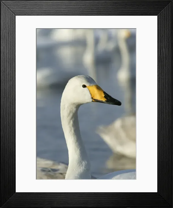 Framed Print : Whooper Swan Lake Kushiro, Hokkaido, Japan