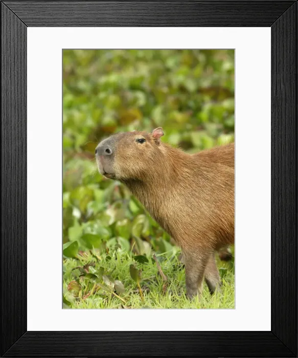 Framed Print : Capybara Llanos. Venezuela Framed Print : Capybara Llanos. Venezuela