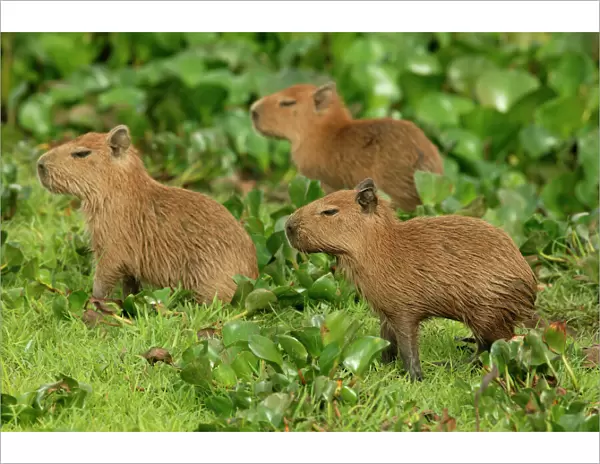 Capybara Llanos, Venezuela