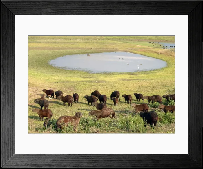 Framed Print : Capybara - group by water Llanos, Venezuela Framed Print : Capybara - group by water Llanos, Venezuela