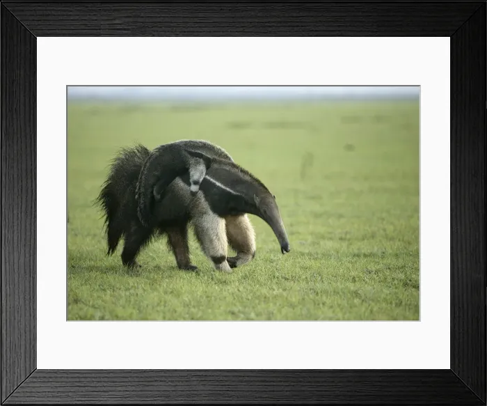 Framed Print : Giant Anteater - carrying young on back Llanos, Venezuela Myrmecophaga tridactyla Framed Print : Giant Anteater - carrying young on back Llanos, Venezuela Myrmecophaga tridactyla