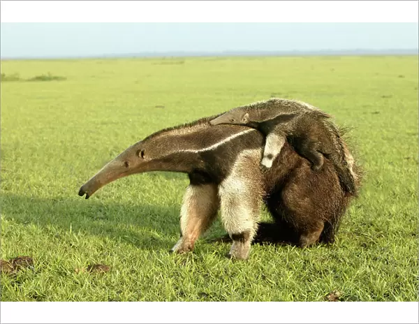 Giant Anteater - carrying young on back Llanos, Venezuela