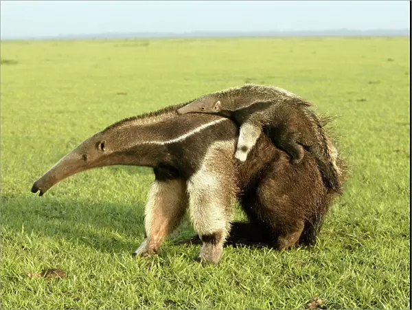 Giant Anteater - carrying young on back Llanos, Venezuela