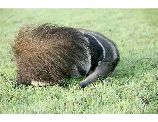 Giant Anteater - resting, sheltering young behind tail Llanos, Venezuela