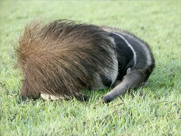 Giant Anteater - resting, sheltering young behind tail Llanos, Venezuela
