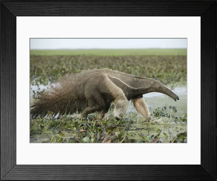 Framed Print : Giant Anteater - walking through water Llanos, Venezuela Framed Print : Giant Anteater - walking through water Llanos, Venezuela