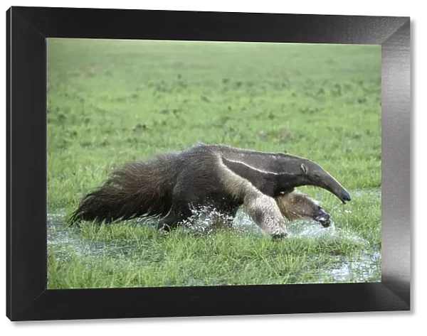 Giant Anteater - running through water Llanos, Venezuela