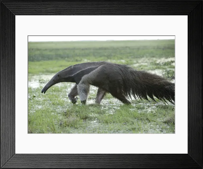 Framed Print : Giant Anteater - walking through water Llanos, Venezuela Framed Print : Giant Anteater - walking through water Llanos, Venezuela